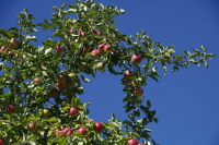 В Госдуме предложили оптимизировать механизм агрострахования