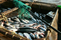 Рыбоводные хозяйства на юге России и в новых регионах получат субсидии