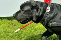 Компенсации на содержание собак-проводников предлагают увеличить