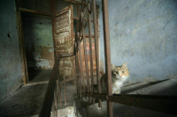 Власти поддержали законопроект о консервации пустующих домов на Севере