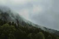 В Ростовской области после падения украинского дрона загорелся лес