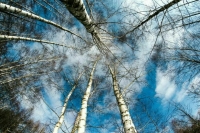 Права березок просят уравнять с человеческими