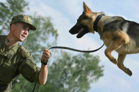Глава Минобороны РФ подписал приказ о чипировании служебных собак