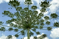 Депутаты планируют к весне принять закон «О борщевике»