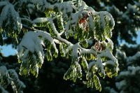 В Москве во вторник может пойти мокрый снег