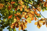 Улучшение погоды в Москве ожидается к концу недели