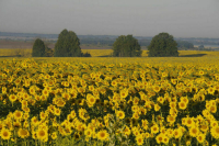 Для аграриев Кубани увеличили нормативные показатели урожайности сельхозкультур