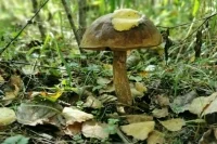 Аренду гражданами смежных с лесами участков предложили упорядочить