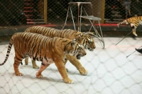 Введение требований по содержанию животных в цирках предлагают продлить