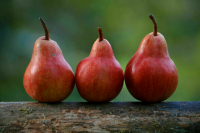 Россельхознадзор запретил ввоз 180 тонн санкционных груш из Казахстана