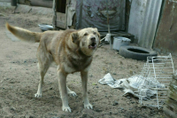 За нарушение правил содержания животных введут штрафы