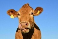 НДС для племенного животноводства с 2025 года составит 10%