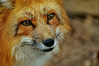 Законопроект о нормах реабилитации диких животных внесут в Госдуму до конца года