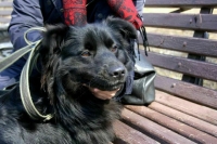 Совфед рассмотрит закон о штрафах за неправильное содержание домашних животных