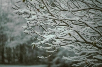 В Благовещенске ввели режим ЧС из-за снегопада