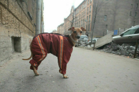 Штрафы за самовыгул собак увеличат до 30 тысяч рублей