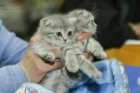 Всемирный день домашних животных отмечается 30 ноября