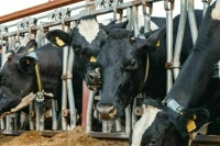 Когда фермеров перестанут штрафовать за переработанный навоз