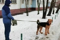 Депутат Арапов предложил привлекать догхантеров к уголовной ответственности