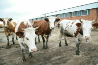 Производство мяса и молока на небольших фермах увеличилось