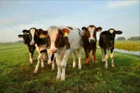 Принципы определения зоосанитарного статуса ферм изменят