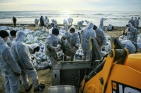 Последствия разлива мазута на Кубани ликвидируют больше 10 тысяч человек