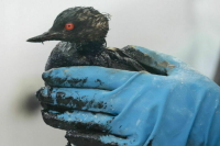 В Краснодарском крае в зоне крушения танкеров погибли 210 птиц