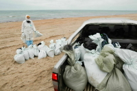 С побережья Крыма вывезли более 44 тонн загрязненного мазутом песка