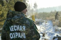 Библиотекари и лесничие: профессий для альтернативной службы станет больше