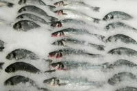 Депутат Кашин напомнил о необходимости защитить интересы отечественных рыбаков