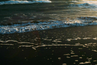 На Кубани зафиксировали повторные выбросы мазута после ЧП с танкерами