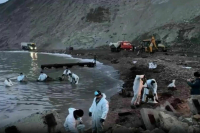 На Кубани назвали незначительным ущерб популяции птиц после ЧП с нефтетанкерами