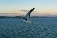 Роспотребнадзор: В Крыму и Краснодарском крае отклонений от гигиенических норм нет