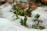 Климатолог рассказал о тенденции к теплым зимам