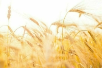 Россия впервые начала окрашивать пшеницу для экспорта