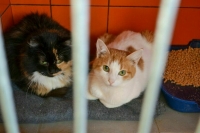 Путин поручил выделить НКО землю для строительства приютов для животных