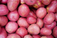 В 2024 году российские семеноводы вывели 39 новых сортов и гибридов