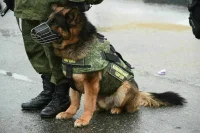 Для дрессировки служебных собак предлагают использовать настоящие наркотики