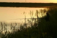 Минсельхоз и Росрыболовство изменят правила вылова редкой рыбы из Дона