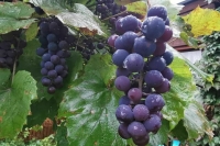 Садоводам и виноградарям могут расширить доступ к агрострахованию