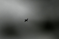 Средства ПВО ночью уничтожили 83 украинских дрона над девятью регионами РФ