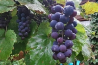 Виноград в январе подорожал на 10,4%
