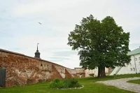 На звание памятников природы претендует 32 дерева из 24 регионов России