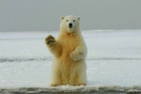 Международный день белого медведя отмечается 27 февраля