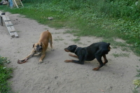 Депутат Бурматов предложил лишать свободы хозяев собак, чьи нападения привели к смерти