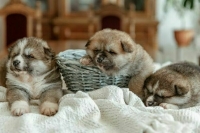 «Черным» заводчикам собак предложат стать самозанятыми