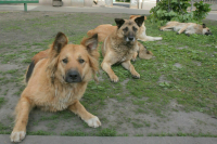 Регионам хотят запретить выпускать пойманных бродячих собак обратно на волю