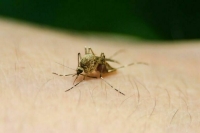 Роспотребнадзор контролирует заражение туристов лихорадкой денге на Бали