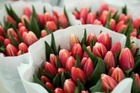 Тюльпаны и розы сильнее всего подорожают к 8 Марта