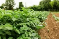 В России увеличат посевы картофеля, свеклы и масличных культур